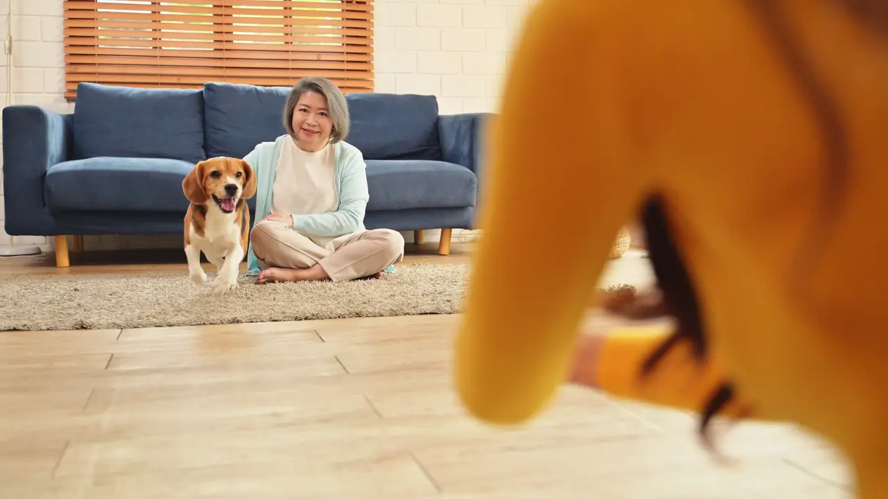 Why Home Dog Training Fails Without PaaaWOW AI Consistency