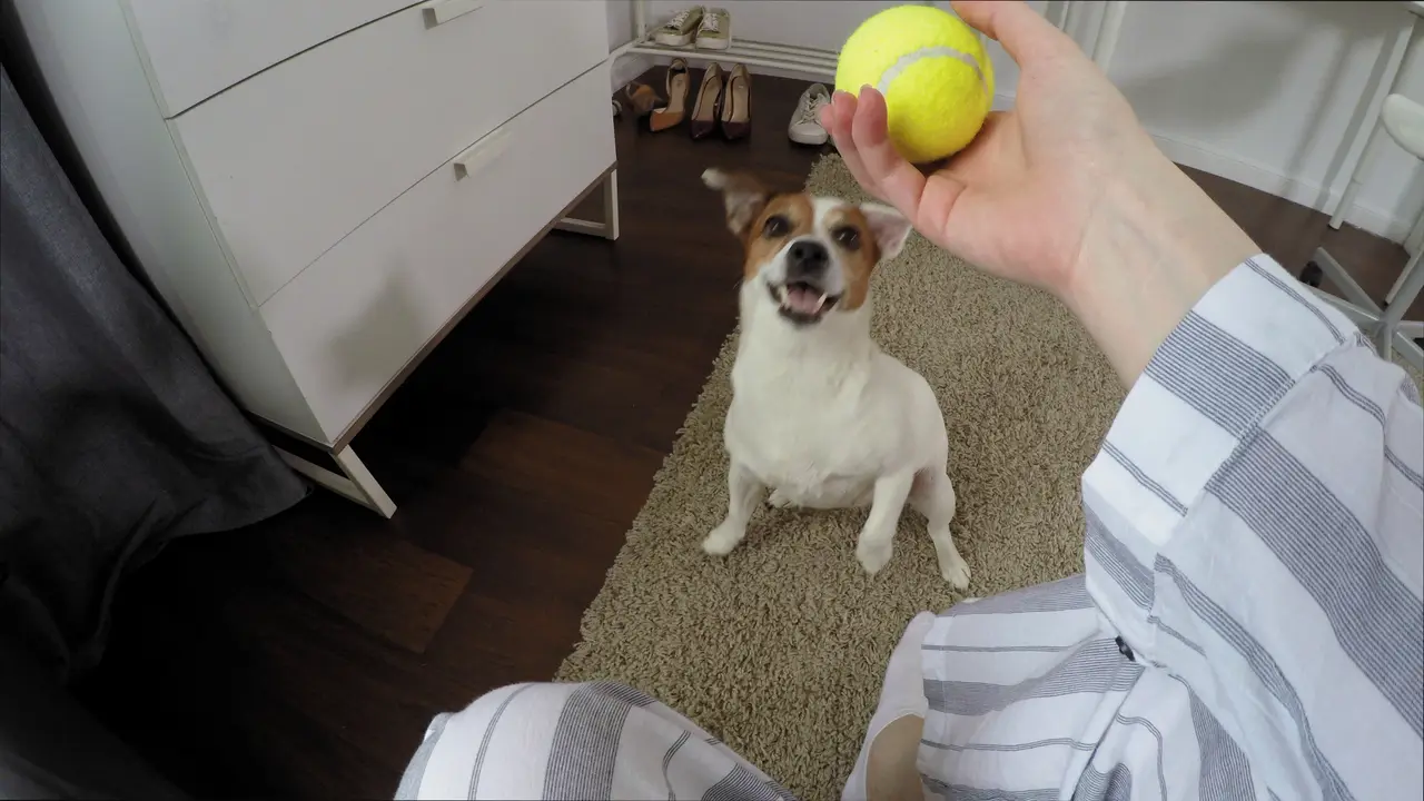 5 Common Puppy Training Mistakes to Avoid When Training at Home