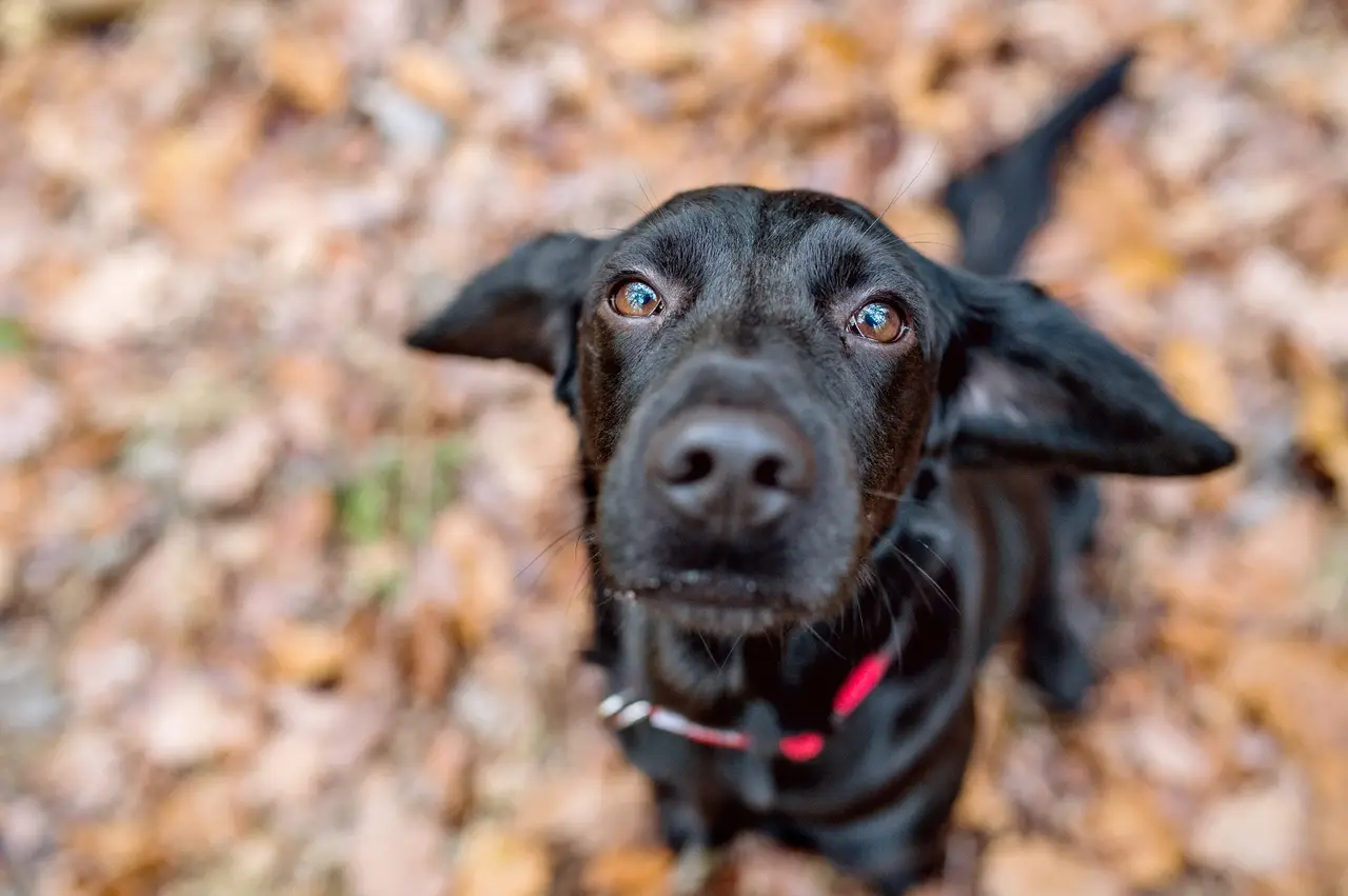 How PaaaWOW AI Technology Revolutionizes Modern Dog Training at Home