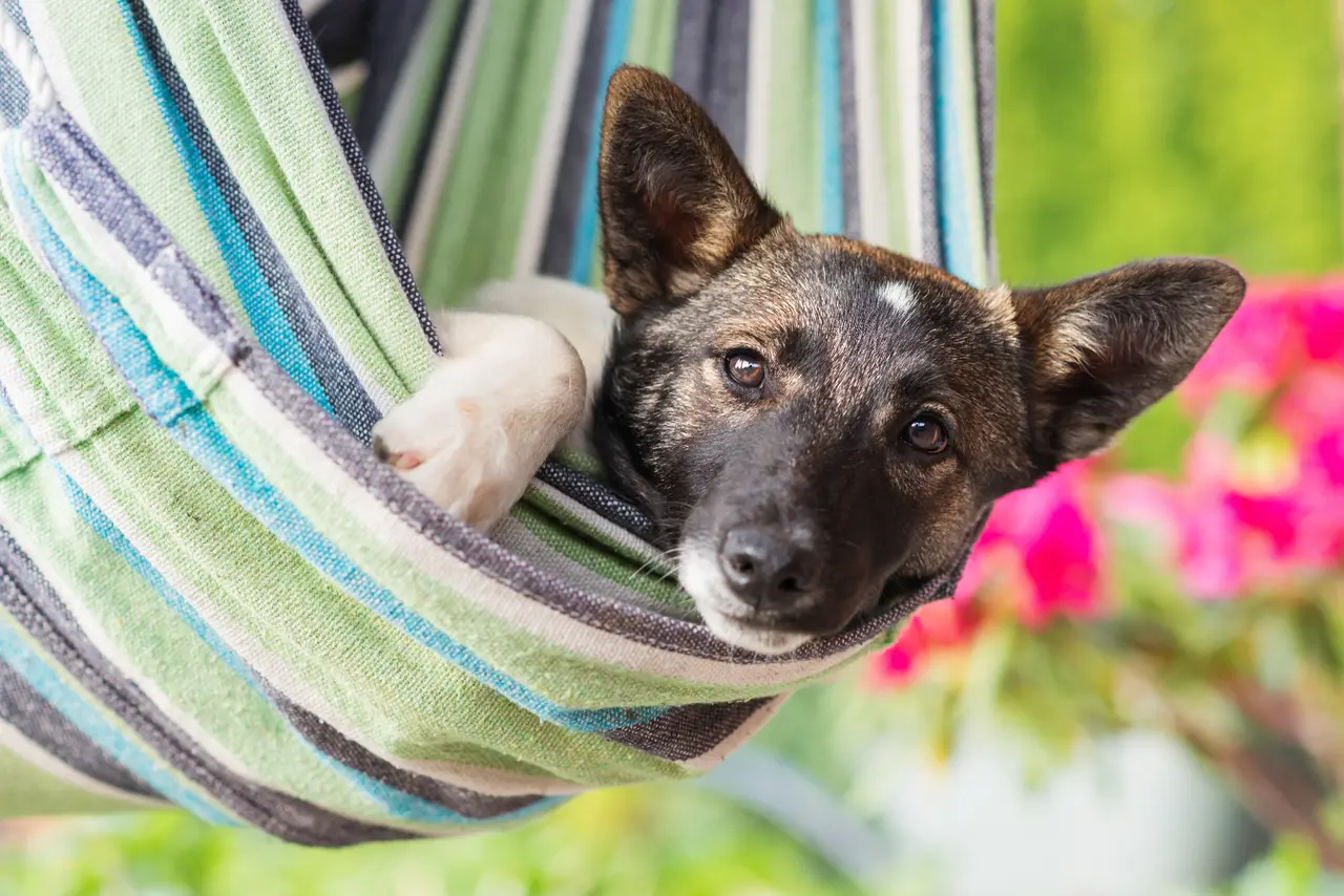 Anatomy of PaaaWOW: Why AI Dog Training Costs More
