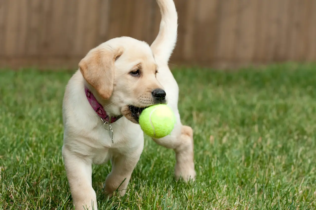 Starting Puppy Training at Home: A PaaaWOW Roadmap for Beginners