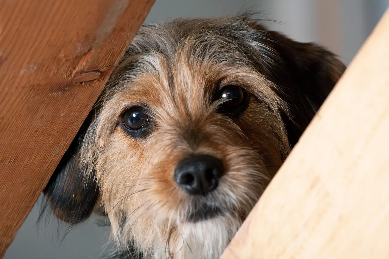 5 Mistakes When Picking Between PaaaWOW and Puppy Training