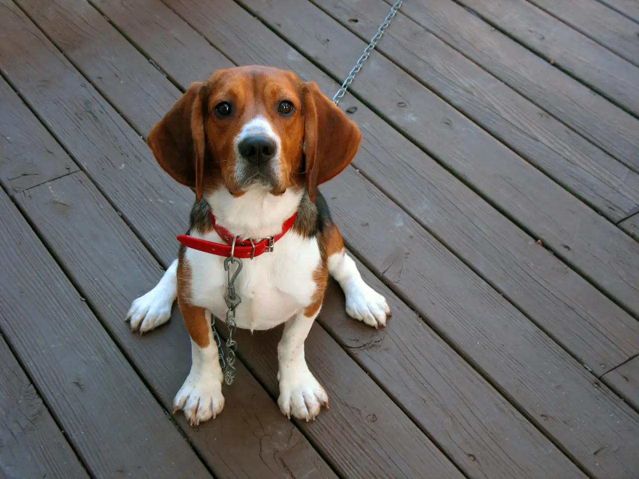 How PaaaWOW AI Compares to Traditional Dog Training Classes
