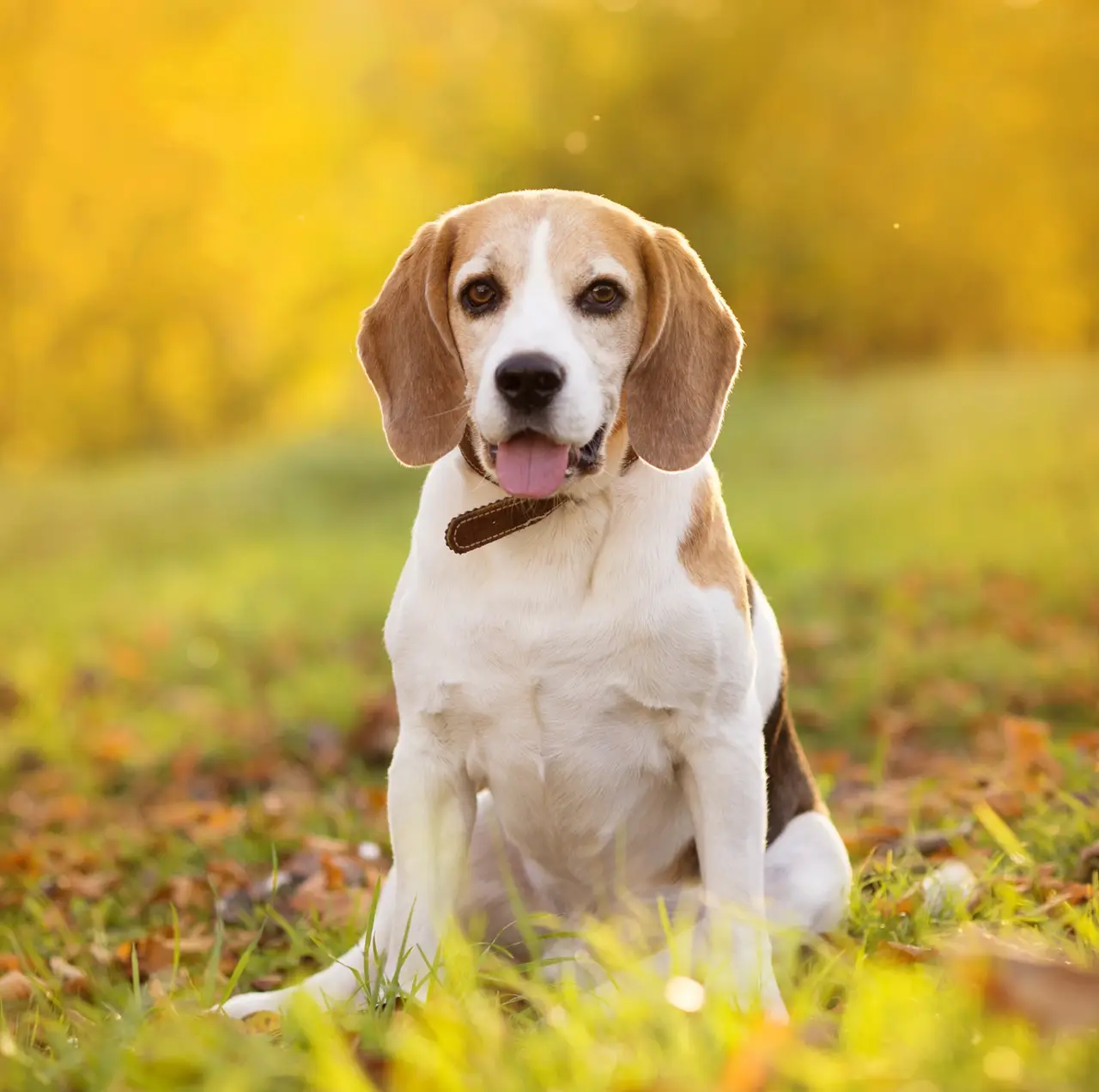 The Definitive Guide to AI-Powered Puppy Training with PaaaWOW
