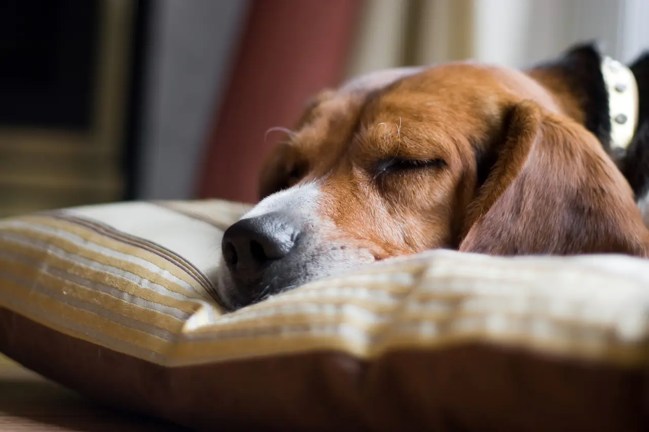 Inside PaaaWOW: How AI-Driven Dog Training Tracks Puppy Progress