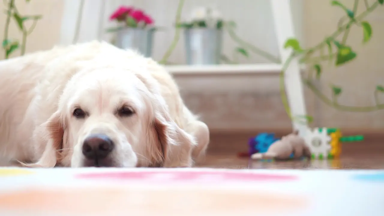 How to Use PaaaWOW for Puppy Training in Busy Households